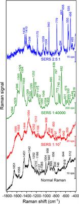 SERS Probing of Proteins in Gold Nanoparticle Agglomerates